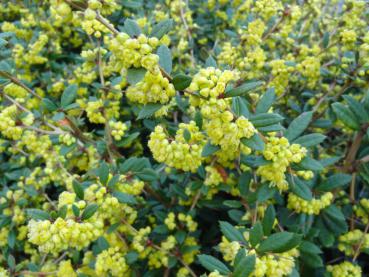 Die Blühzeit der Berberis hookeri ist Mai bis Juni.