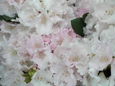 Alpenrose Schneekrone - Rhododendron yak. Schneekrone