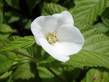 Weiße Blüte der Rosenkerrie