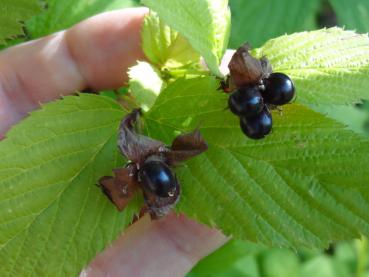 Rosenkerrie (Rhodotypos scandens) mit zierenden Beeren