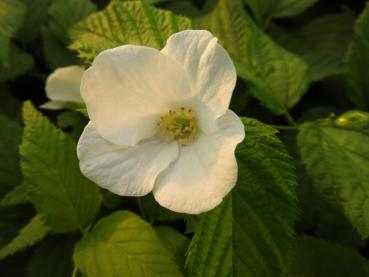 Rhodotypos scandens