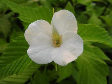 Rhodotypos scandens