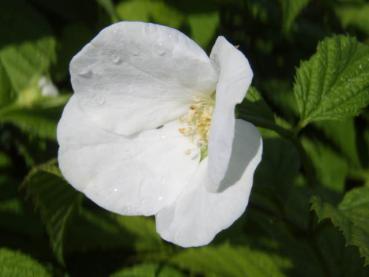 Einzigartige weiße Blüte der Rosenkerrie