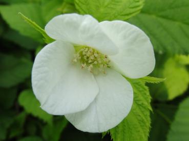 Weißblühende Rosenkerrie (Rhodotypos scandens)