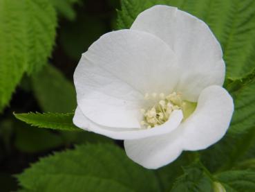 Nahaufnahme der weißen Blüte von Rhodothpos scandens