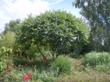 Rhus typhina - Essigbaum, Hirschkolbensumach