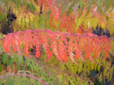 Rhus typhina Dissecta - Geschlitzblättriger Essigbaum