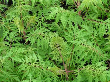 Rhus typhina Dissecta- grüne farnartige Blätter im Sommer
