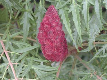 Geschlitzblättriger Essigbaum - rote, kolbenartige Frucht