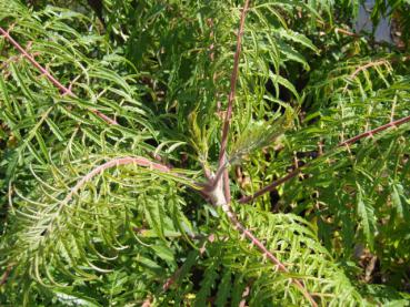 Frischer Trieb des Rhus typhina Dissecta