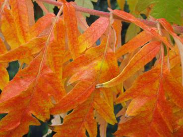 Prächtige orange Laubfärbung im Herbst bei Rhus typhina Dissecta