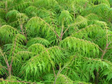 Sommerlaub von Rhus typhina Dissecta