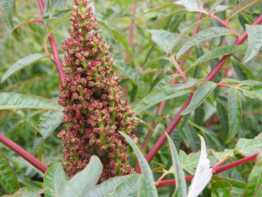 Weiblich Blüte des Rhus typhina Dissecta