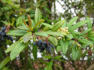 Blaue Früchte der großblättrigen Berberitze