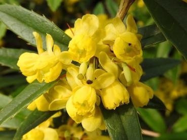 Großlättrige Berberitze (Berberis julianae): Nahaufnahme der gelben Blüten