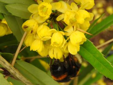 Nahaufnahme der gelben Blüten der großblättrigen Berberitze mit Hummel