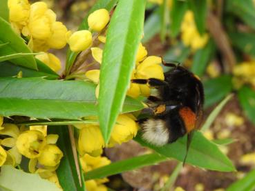 Hummeln lieben die Blüten der Großblättrigen Berberitze.