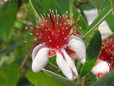 Brasilianische Guave - Acca sellowiana