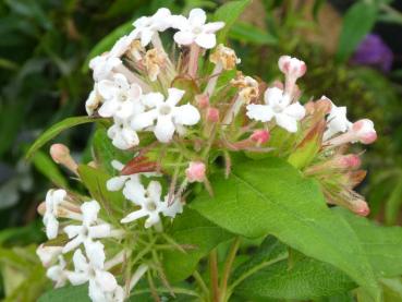 Himalaya-Abelie - Abelia triflora