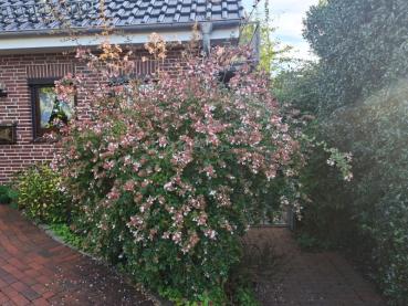 Preview: Blühende Abelia Edward Goucher im September