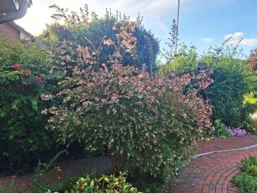 Abelia grandiflora Edward Goucher, Abelia Edward Goucher