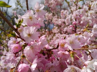 Reiche rosa blüte der Frühen Zierkirsche Accolade