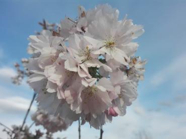 Blühende Frühlingskirsche im April