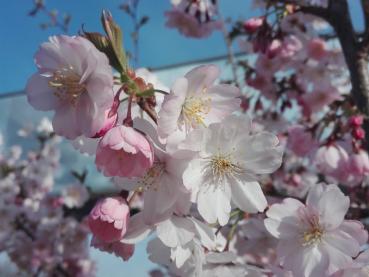 Rosablühende Prunus subhirtella Accolade