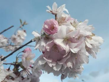 Frühe Zierkirsche Accolade mit rosa Blüten