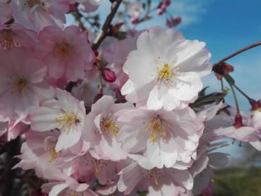 Frühlingskirsche - Prunus subhirtella Accolade