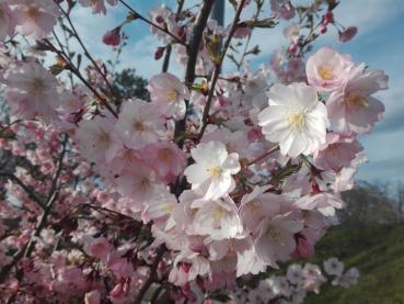 Halbgefüllte Blüten - Frühlingskirsche Accolade