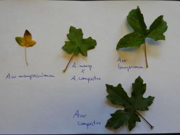 Französischer Ahorn, Feldahorn und Dreispitzahorn im Vergleich