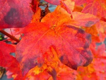 Acer campestre William Caldwell