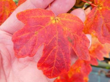 Acer campestre William Caldwell