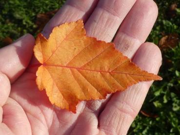 Herbstblatt mit gelb-roter Färbung - Davidsahorn