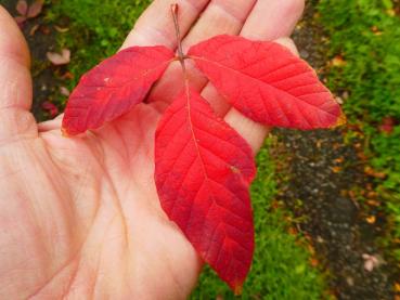Acer maximowiczianum