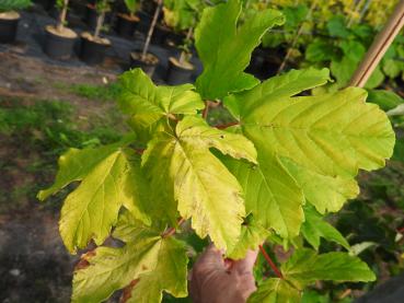 Acer pseudoplatanus Worley - Tysklönn Worley