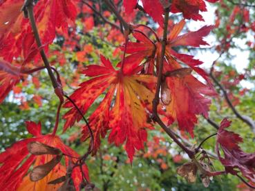 Leuchtend rotes Herbstlaub des Japanischen Feuerahorns