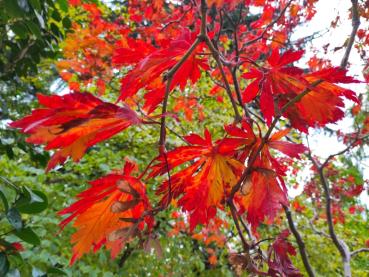 Japanischer Feuerahorn mit bunter Herbstfärbung