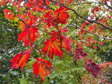 Der Japanische Feuerahorn im Oktober