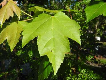 Acer rubrum Brandywine - Rotahorn Brandywine