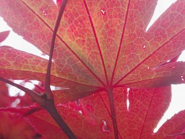 Roter Fächerblattahorn - Blatt im Gegenlicht