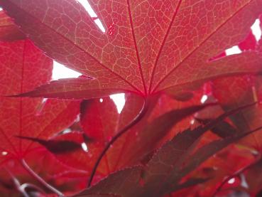 Roter Fächerblattahorn - herrliche rote Blattfärbung