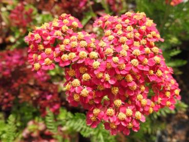 .Achillea millefolium Paprika - Röllika Paprika