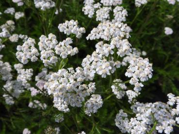 .Achillea millefolium White Beauty - Röllika White Beauty