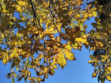 Gelbe Herbstfärbung der Scharlachkastanie