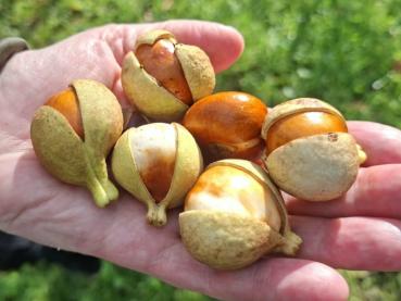 Früchte der Strauchkastanie im Oktober