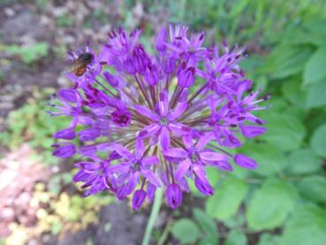 Kirgislök Purple Sensation, Purpurlök Purple Sensation, Allium aflatunense Purple Sensation