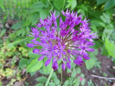 .Allium aflatunense Purple Sensation - Kugel-Lauch Purple Sensation