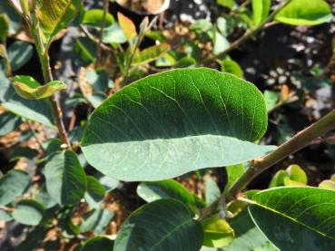 Felsenbirne Edelweiß - Amelanchier laevis Edelweiß